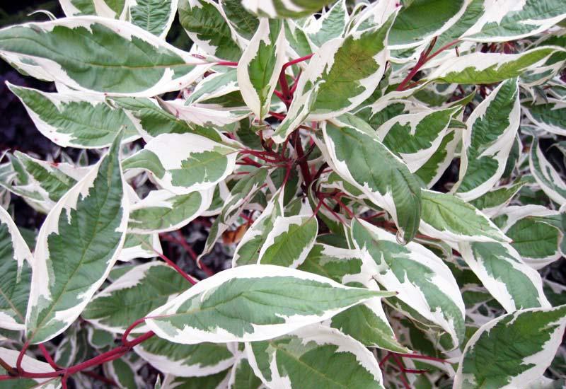Leaves and shoots of variegated turf
