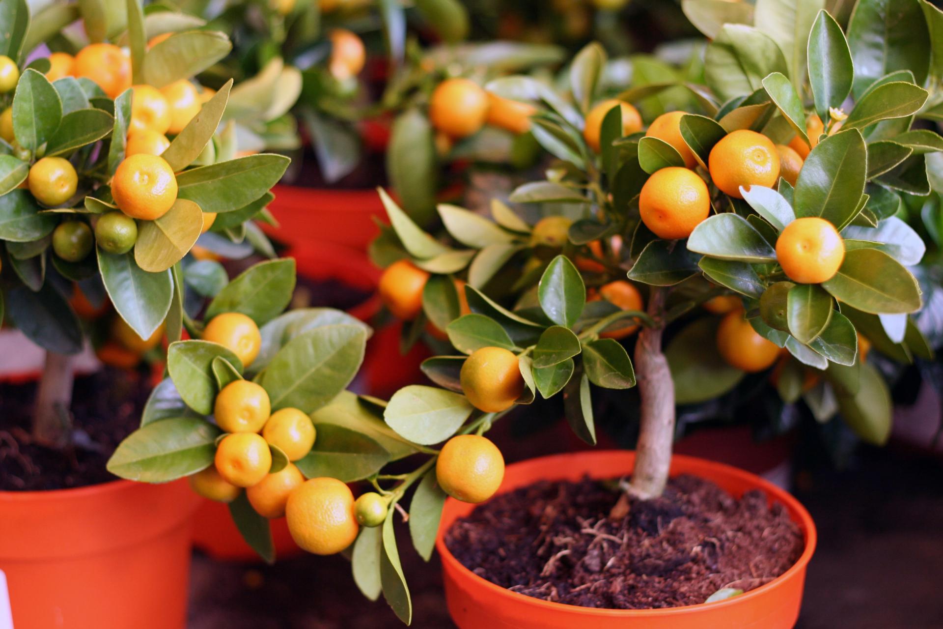 How to grow a tangerine from a stone at home?