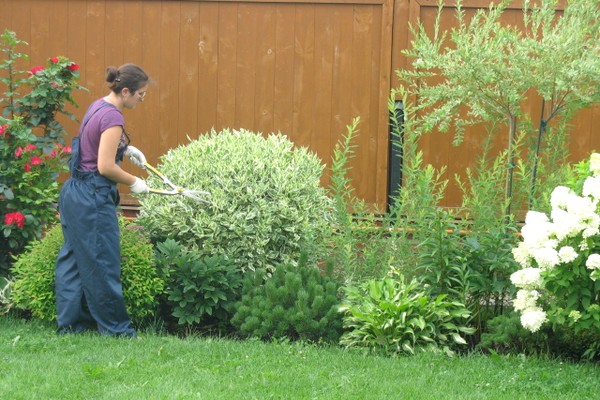 Pruning a turf bush