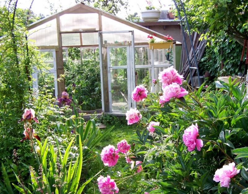 Vegetable garden in may
