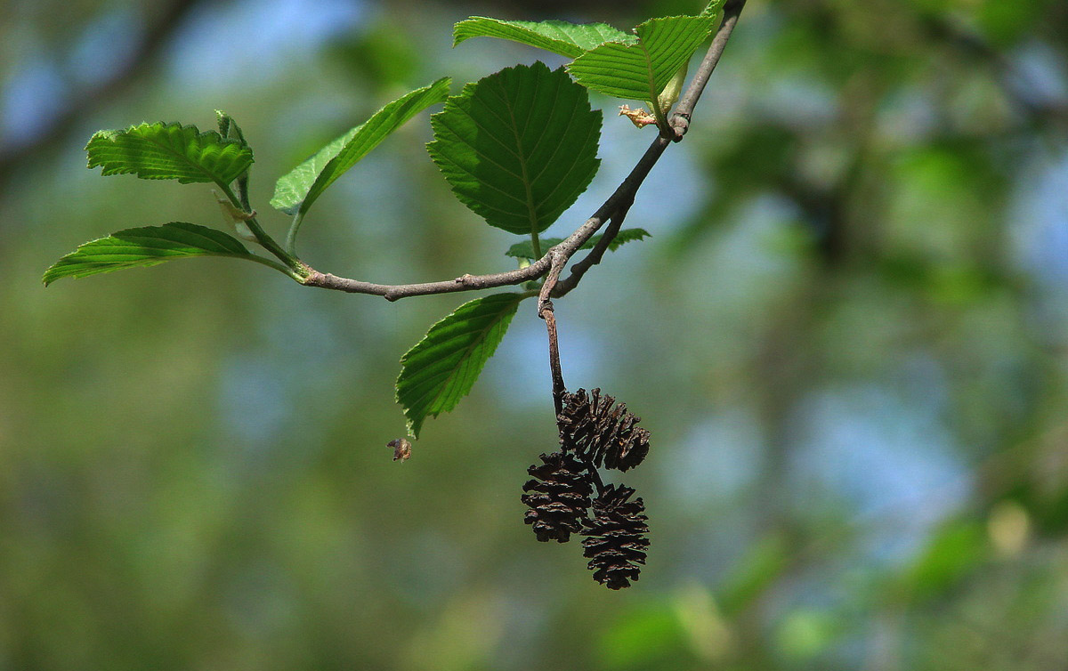 Alder - description, photo of tree and leaves