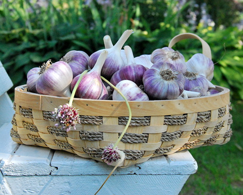Winter garlic in a basket