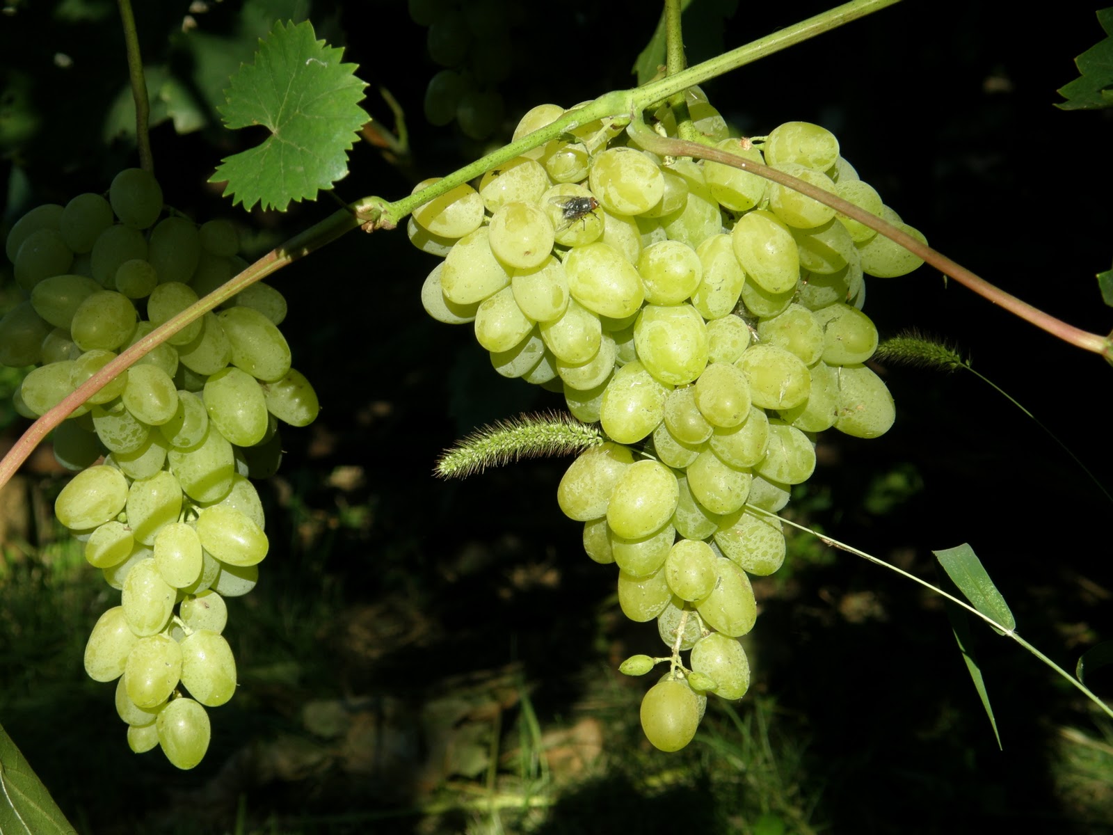 Ah, my dear Augustine: a grape variety for beginners