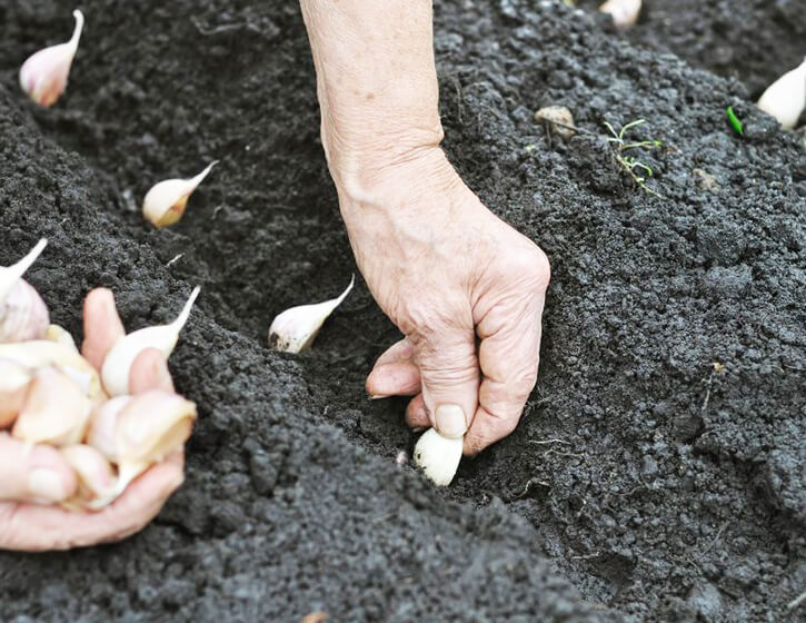 Planting garlic cloves in spring