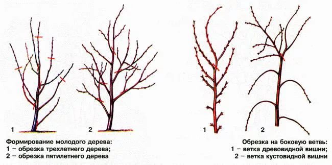 Cherry pruning