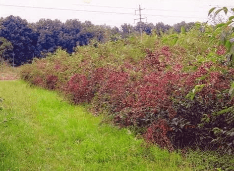 Cherry planting Zhukovskaya