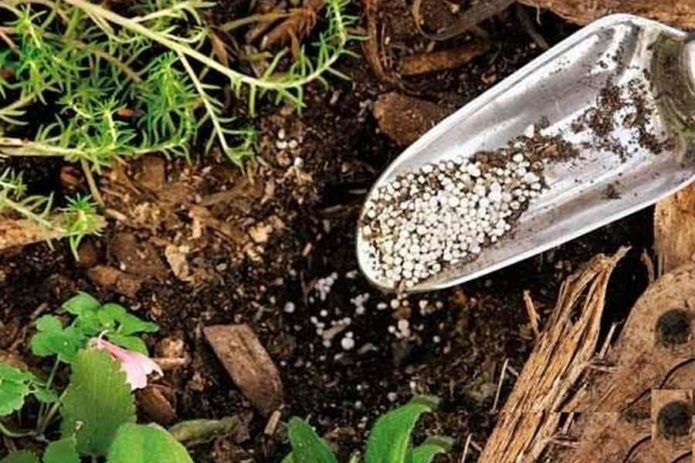 Mineral fertilizer granules in a scoop