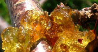 Gum flow of the trunk