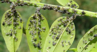 Cherry aphid on leaves