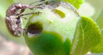 Cherry weevil on a berry