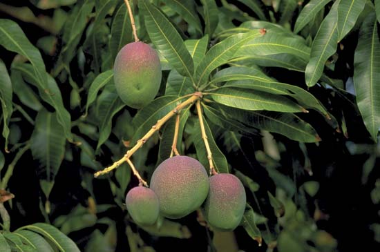 Mango fruit on tree