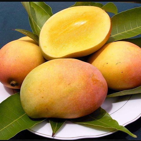 Mango Alfonso
