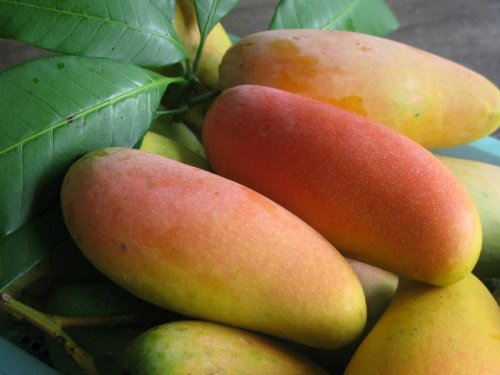 Mango Makhachanok