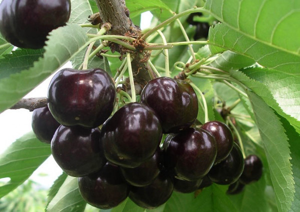 Cherry varieties Rossoshanskaya Black