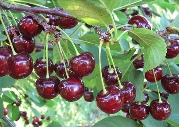 Cherry varieties Griot Rossoshansky