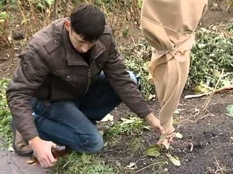 Shelter a tree for the winter