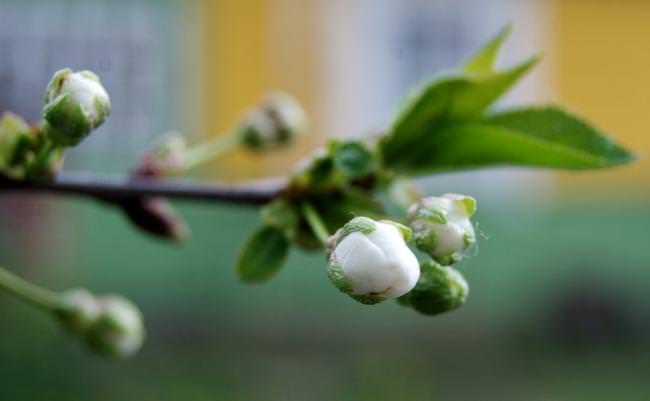 Cherry blossom bud