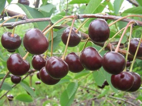 Cherry varieties Morel Bryansk