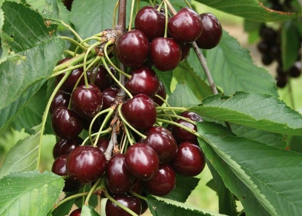 Cherry varieties Shokoladnitsa