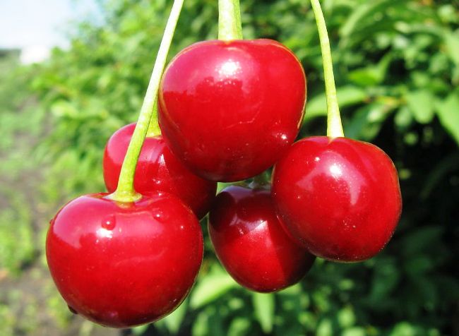 Cherry fruits Lyubskaya