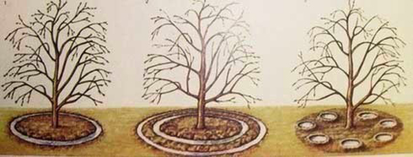 Formation of near-stem circles for watering cherries