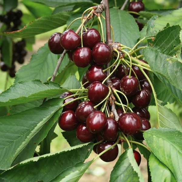 Cherry Shokoladnitsa