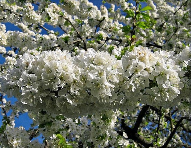 Cherry flowers