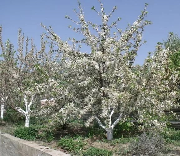 Blooming cherry Turgenevka