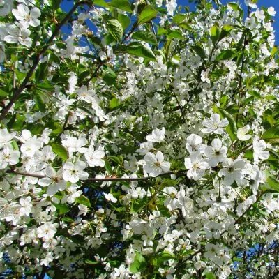 Cherry blossom Youth