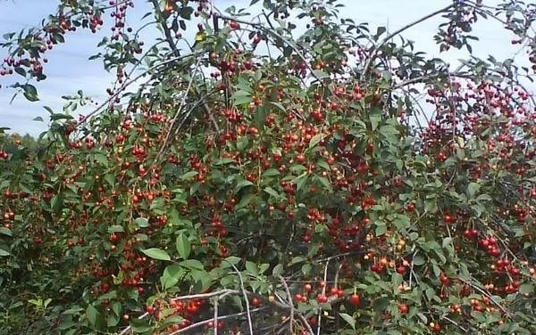 Fruitful shoots of Molodezhnaya cherry