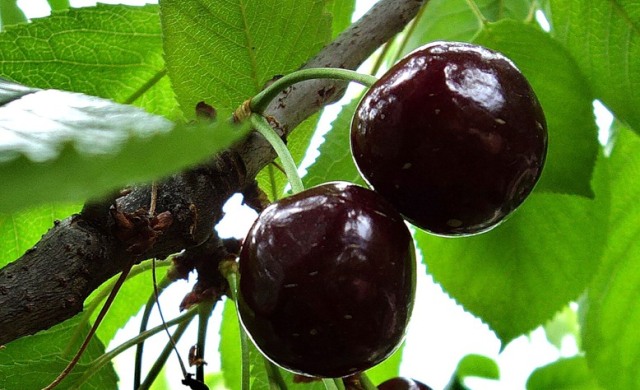 Chernokork cherry fruit
