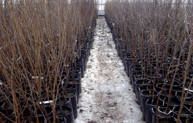 Saplings of fruit trees
