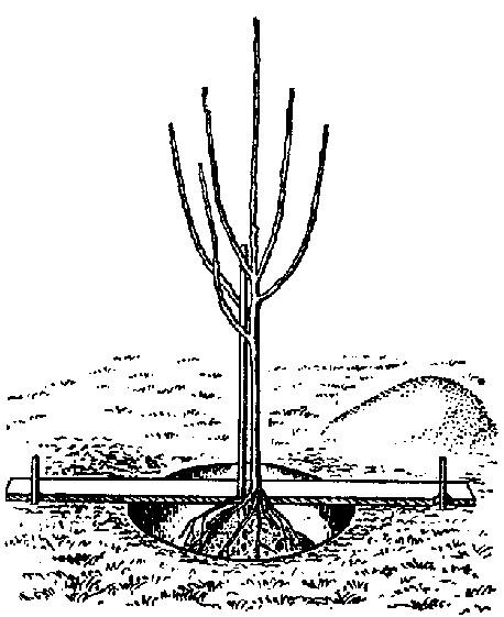 Seedling in the planting hole