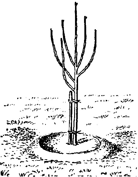 Hole around the seedling