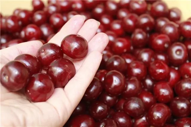 Cherries in hand