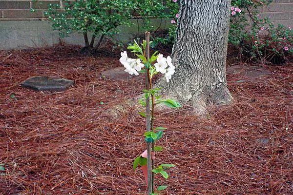 Cherry sapling