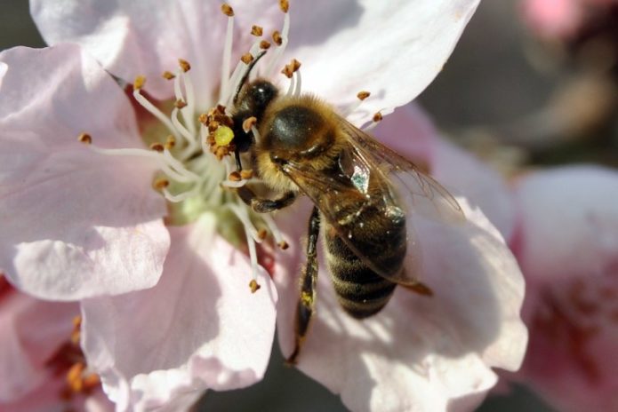 Bee on a flower