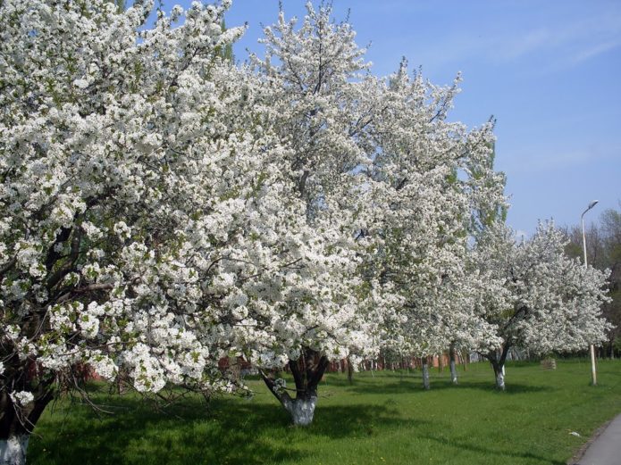 Blooming cherry orchard
