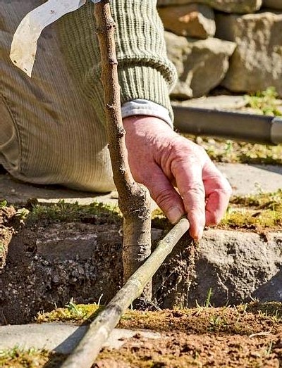 Seedling root collar