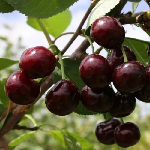 Cherry varieties Revna