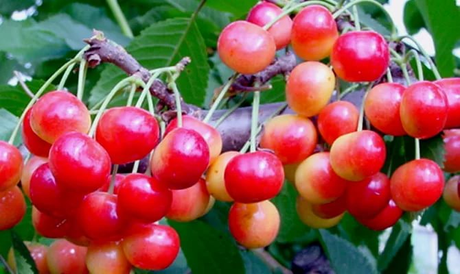 Sweet cherry varieties Fatezh