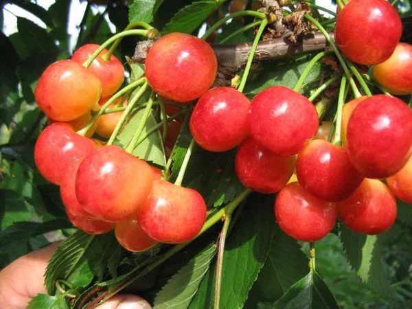 Sweet cherry varieties Pink pearl