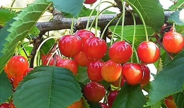 Sweet cherry varieties Orlovskaya pink
