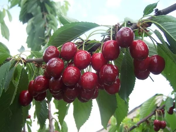 Sweet cherry varieties Adelina