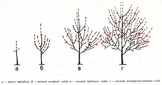 Scheme of the formation of a sparse-tiered crown