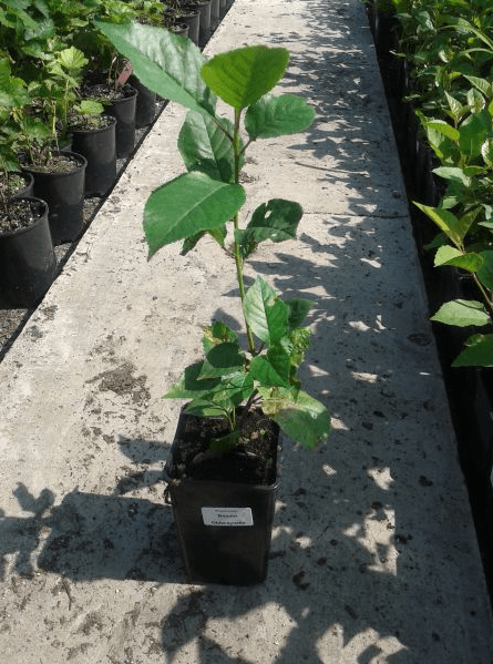 Cherry seedling in container
