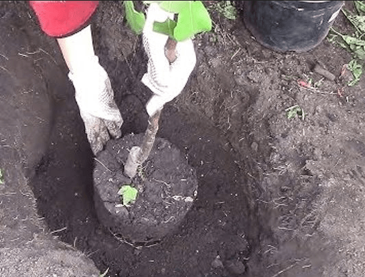 Planting cherries from a container
