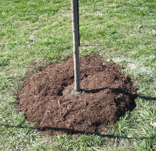 Mulching the trunk circle