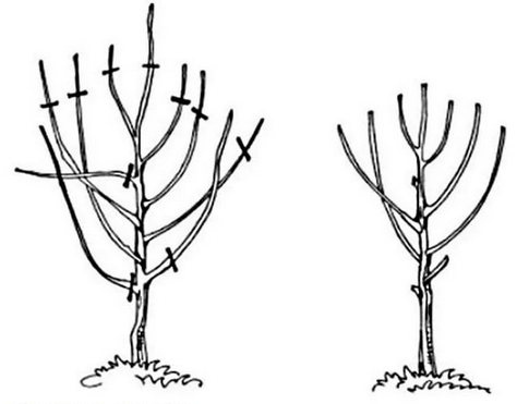 Cherry pruning scheme after planting