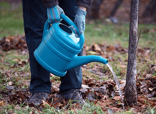 Watering cherries